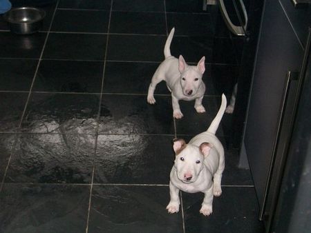 Bull Terrier puppies