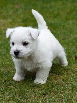 Cute West Highland White Terrier 