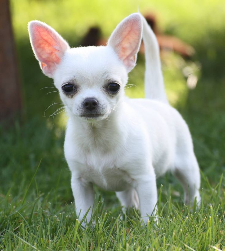 Gorgeous Chihuahua Puppies