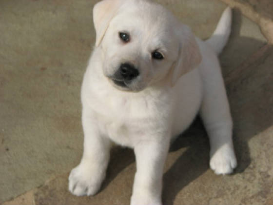  Labrador Retrievers puppies