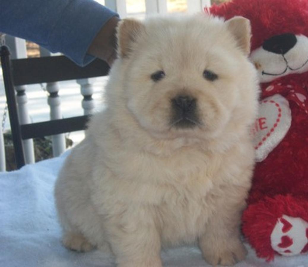   Chow chow Puppies