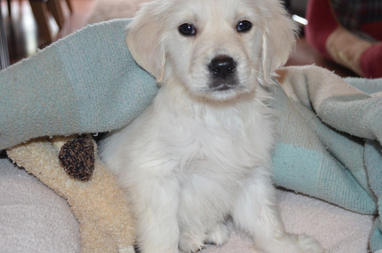 Golden Retriever Puppies Available.