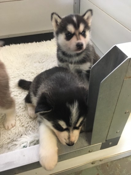 Gorgeous Siberian husky puppies for sale.