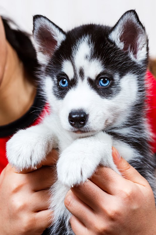 Home raised siberian husky puppies for a new home