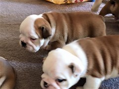 Mnayddhag  British Bulldog Puppies