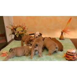 English bulldog  for sale in hong kong