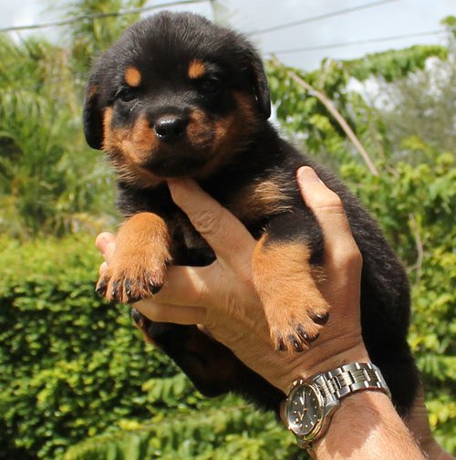 filhotes de rottweiler agora para boas famílias