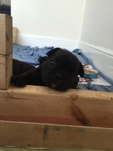 French Bulldog Puppies Kc