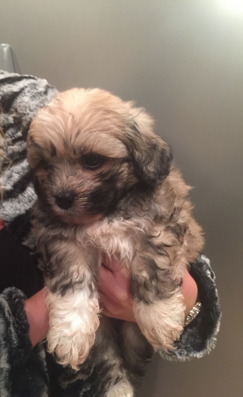 1 Boy Shichon / Shih Tzu / Bichon