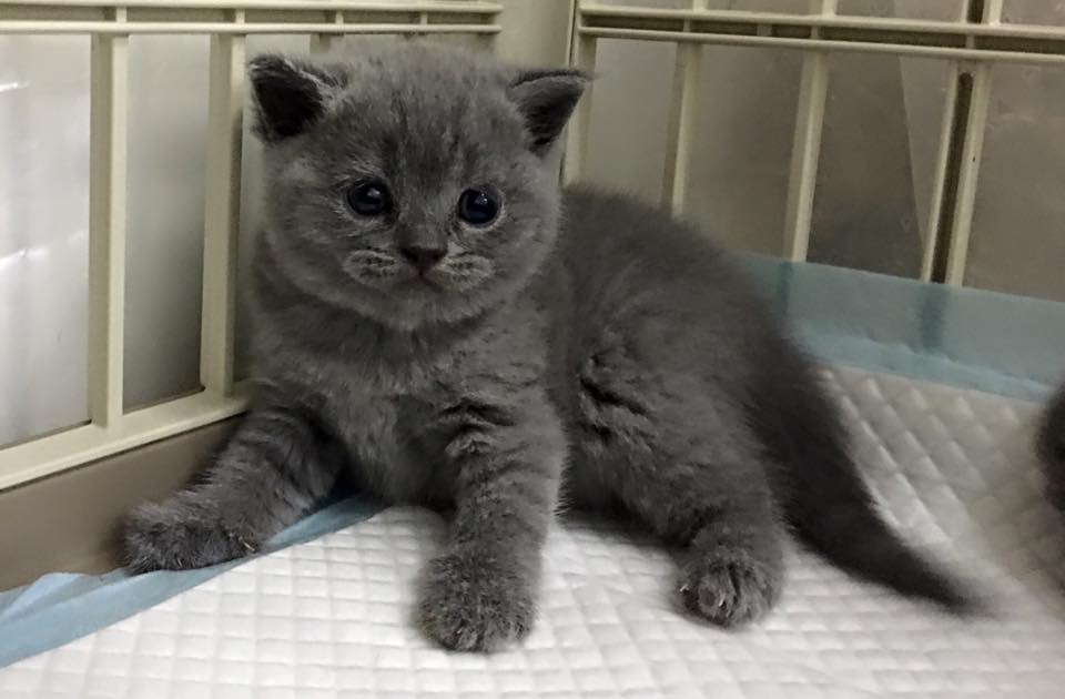 British shorthair for sale hk