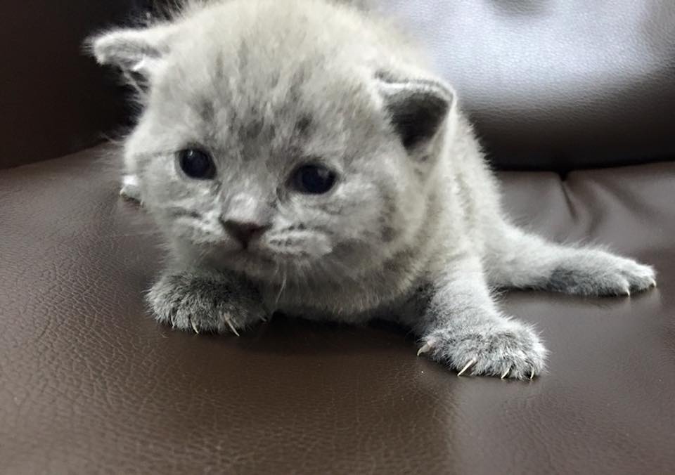 British shorthair kitten sale