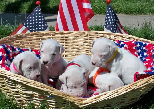 Regalo cachorros de dogo argentino 