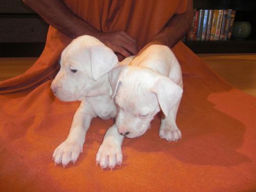 Preciosa camada dogo argentino 