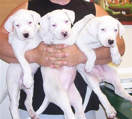 Regalo dogo-argentino cachorros 