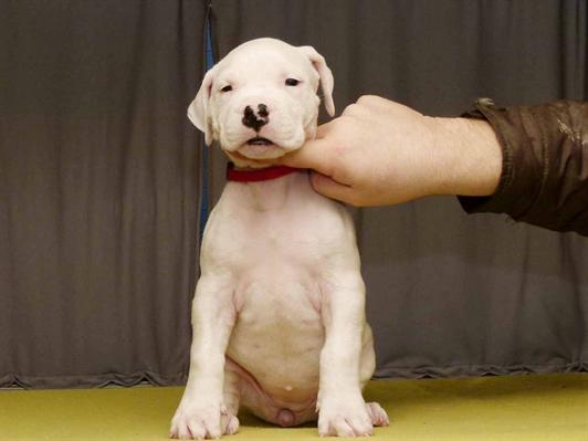 Dogo argentino cachorros. 