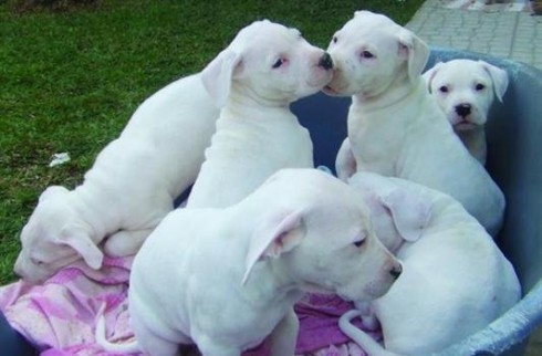 Dogo argentino cachorros 