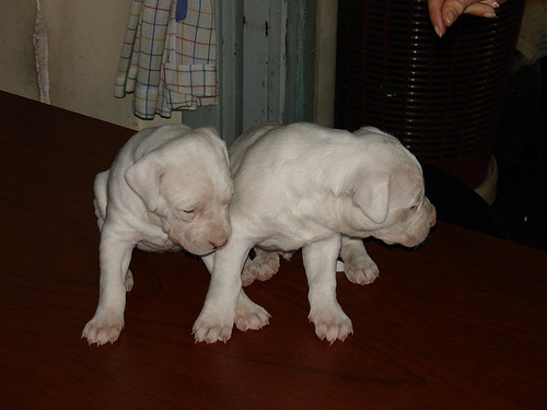 Regalo cachorros de dogo argentino... contactenos para más detalles 