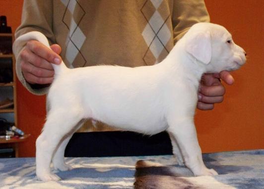 Dogo argentino cachorros de forma gratui 