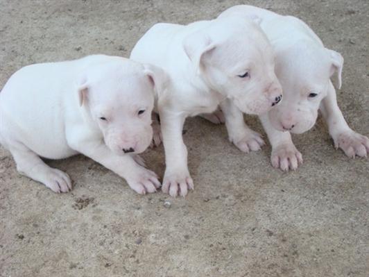 Ofresco peques de dogo argentino para adopcion 