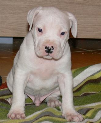 Regalo dogo argentino cachorros 