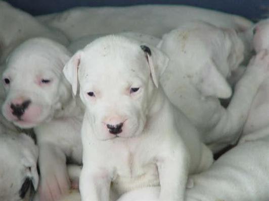 Dogo argentino cachorros para adopcion 