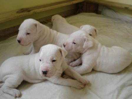 Dogo argentino **** 