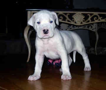 Regalo...dogo argentino cachorro 