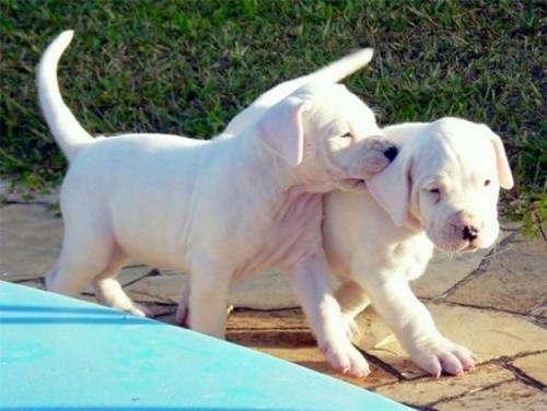 Dogo argentino cachorros para nuevo hogar 