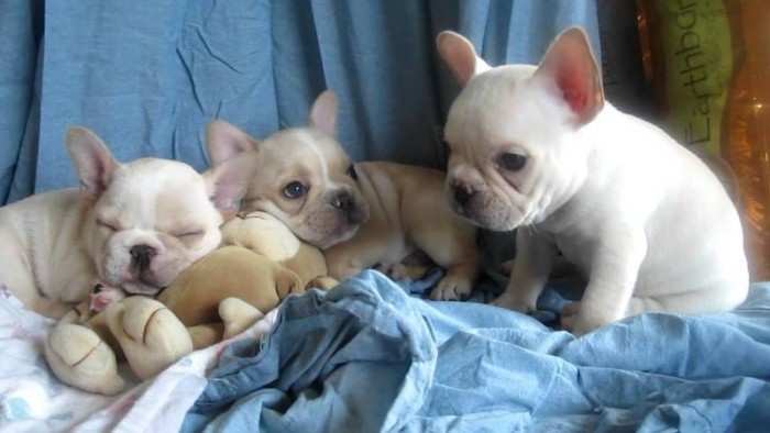 French Bulldog Puppies Available