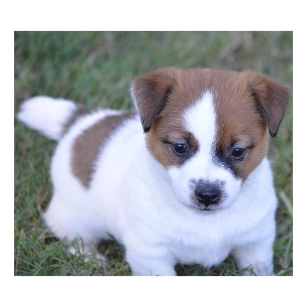 Jack Russell Terrier