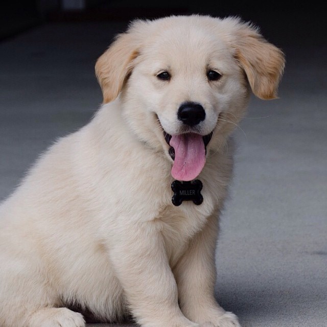 AKC Golden Retrieve