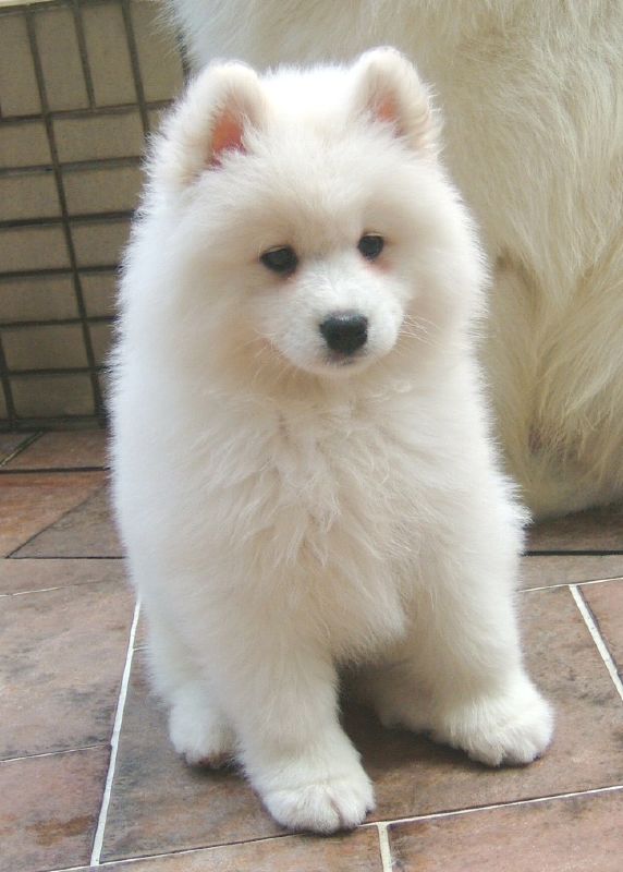 Samoyed puppy for adoption