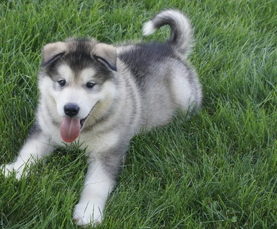 Pure Male & Female Alaskan Malamute Pups