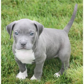 Pit-Bull-Terrier-puppies vom Züchter