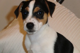 Jack-Russell-Terrier-puppies
