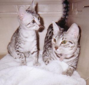  EGYPTIAN MAU KITTENS, C.F.A