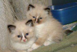 RAGDOLL X HIMALAYAN KITTENS AVAILABLE SOON