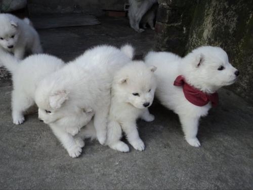 Segunda Mano Hemos cachorros husky siberianos 