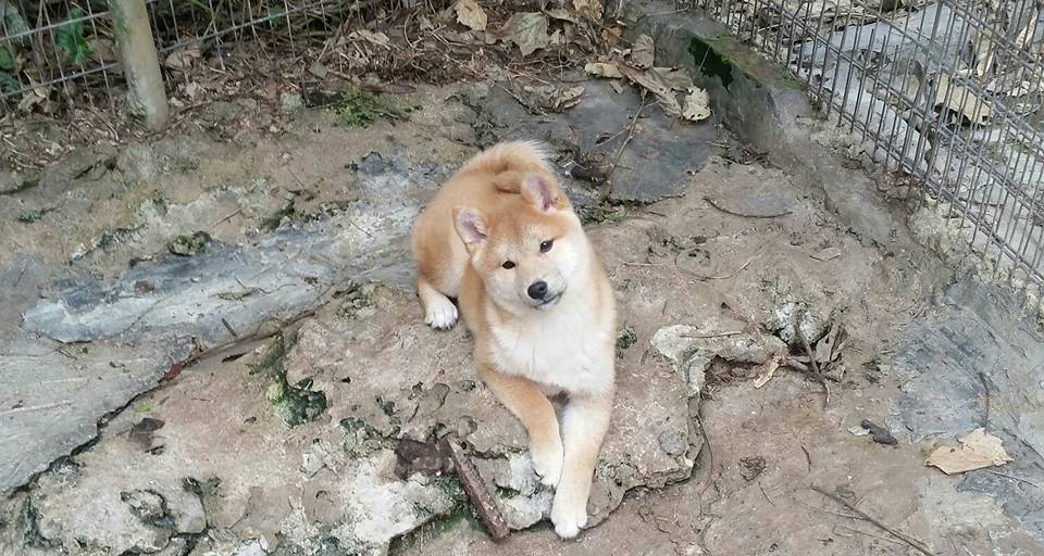 sell shiba pup