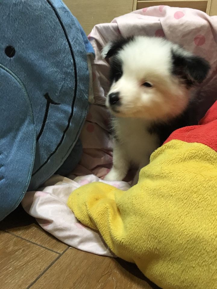 边境牧羊犬犬出售
