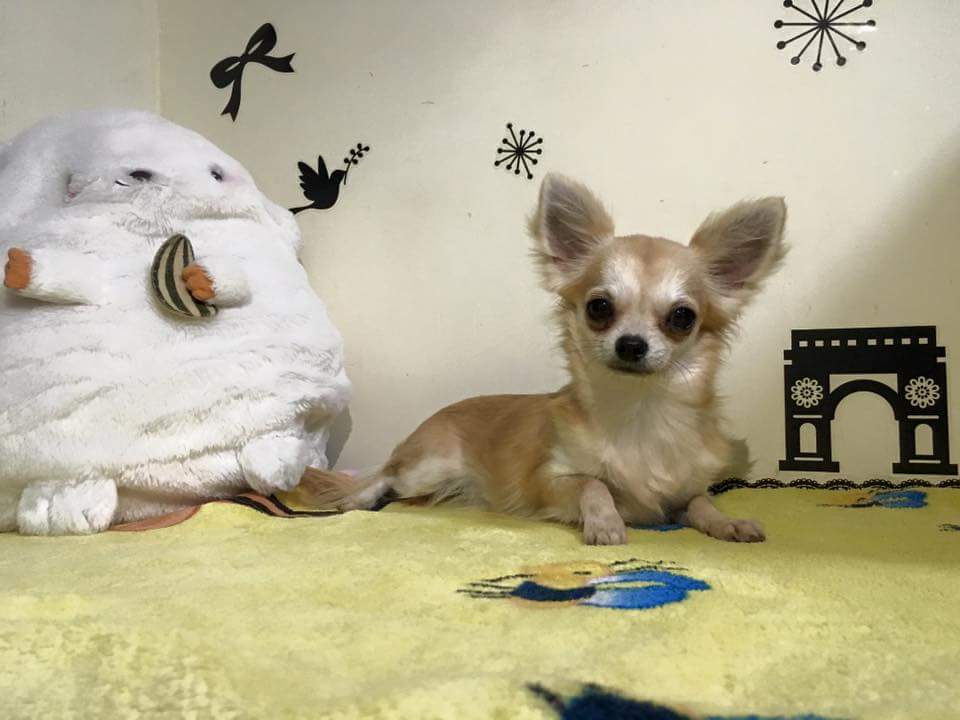 chihuahuas puppies sales