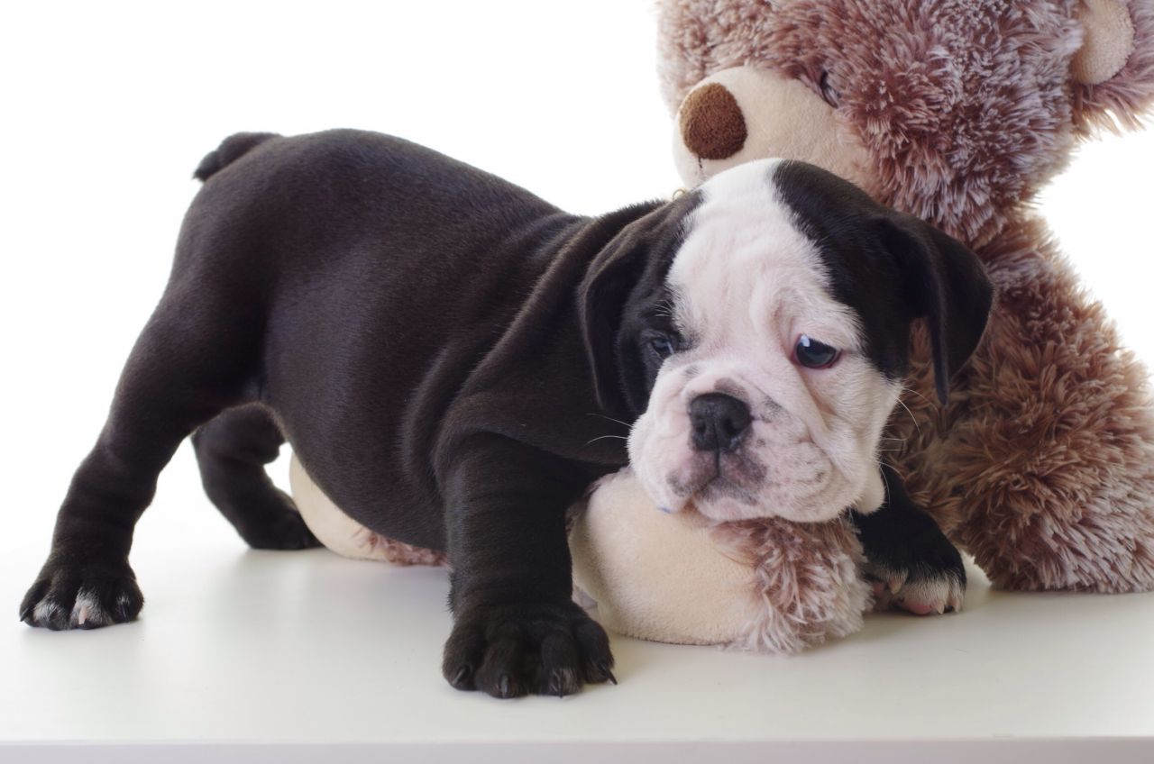 azul cachorro bulldog británico adorable