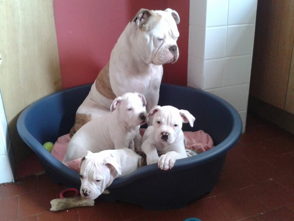 Classic American Bulldog Puppies