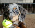 mini dachshund puppies for sale