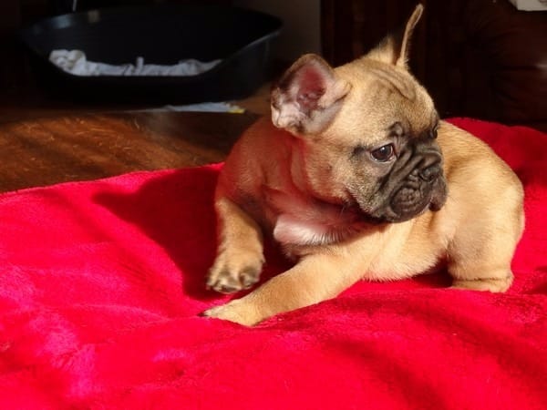  12weeks old female french bulldog