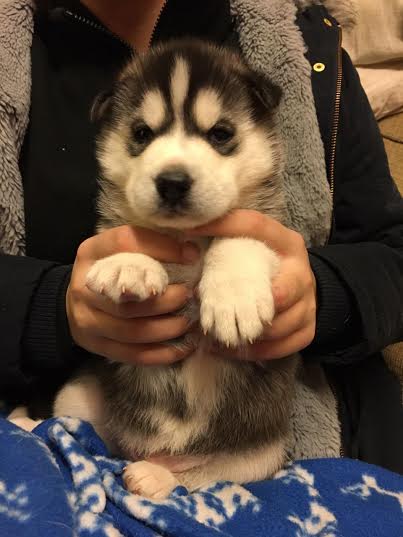 Siberian Husky