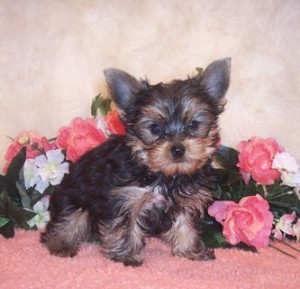 Cute Yorkie Puppies Available