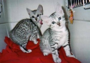 Lovely Egyptian Mau Kitten