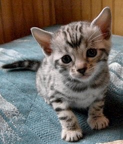  Lovely face Bengal kitten readyn for adoption