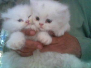 Charming Gifts:Baby Face Persian Kittens Ready For Sale